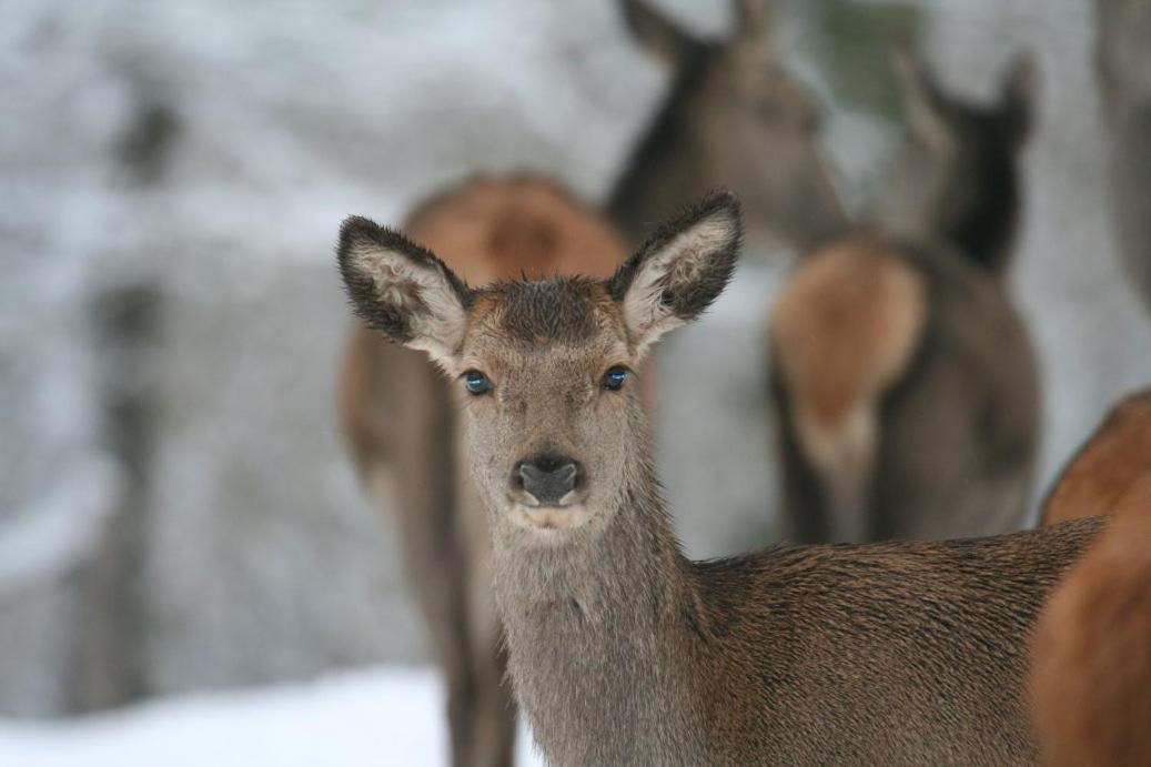 Gite Le Cerf Pantin Saint-Hubert Exteriör bild